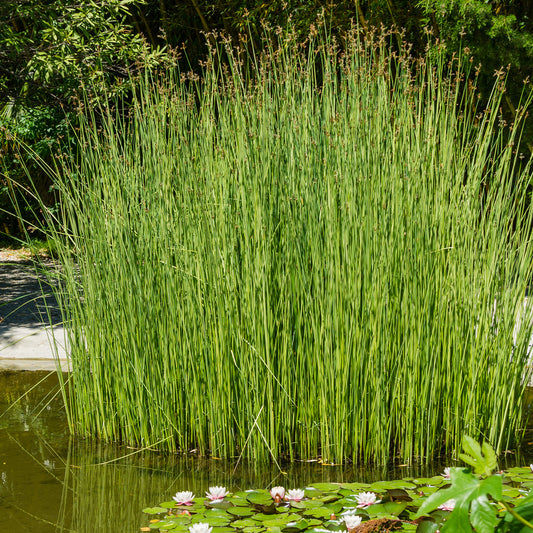 Jonc des chaisiers Jonc des tonneliers - Bakker