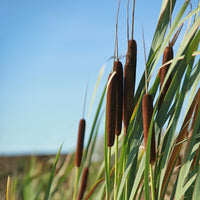 Graminées - Massette à feuilles larges - Typha latifolia