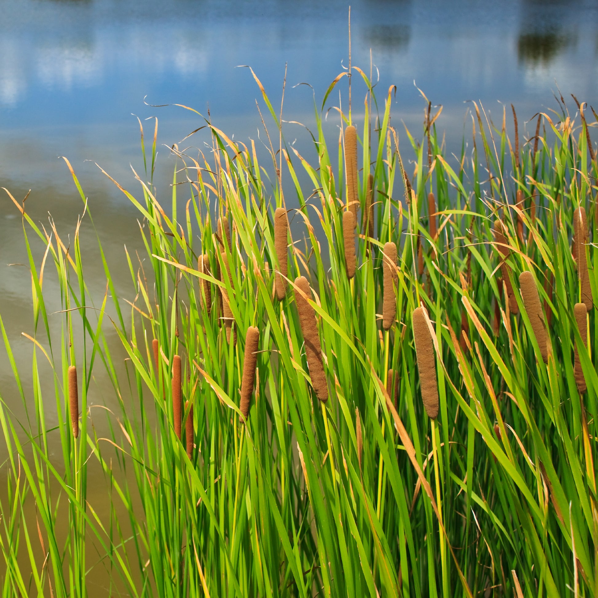 Massette à feuilles larges - Typha latifolia - Bakker
