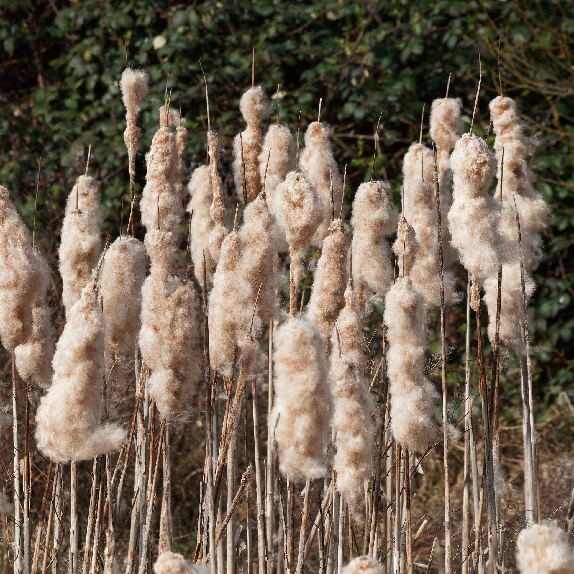 Typha latifolia - Massette à feuilles larges - Graminées