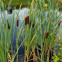 Graminées - Massette de Laxmann - Typha laxmannii