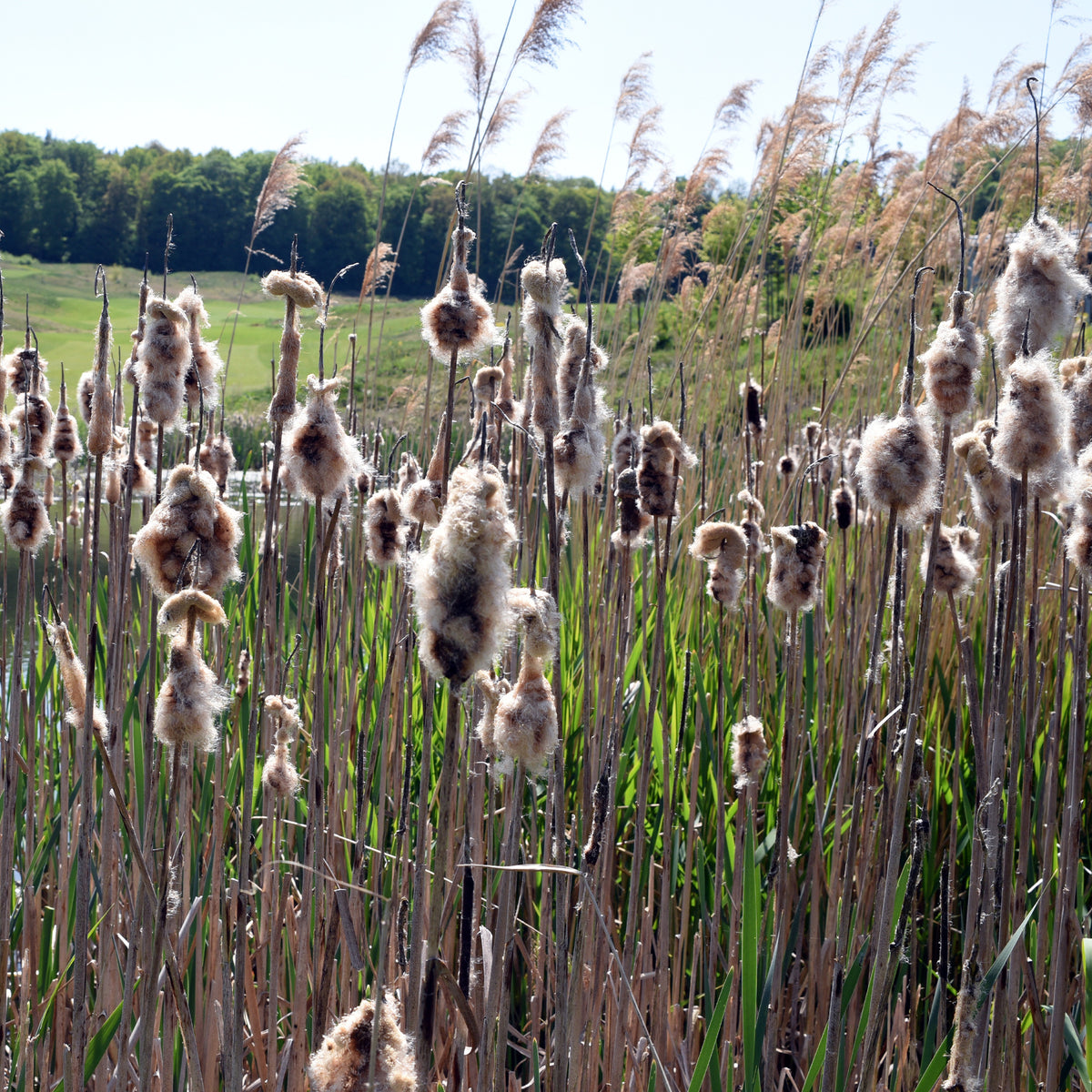 Typha laxmannii - Massette de Laxmann - Roseaux
