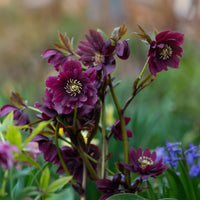 Hellébore - Rose de Noël - 2 Hellébores doubles violettes Ellen - Helleborus orientalis Double Ellen Purple