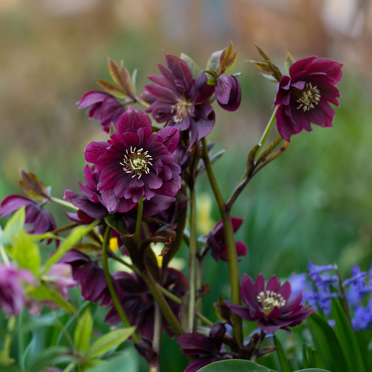 Hellébore - Rose de Noël - 2 Hellébores doubles violettes Ellen - Helleborus orientalis Double Ellen Purple