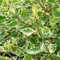 Vente Cornouiller blanc Elegantissima - Arbustes