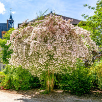 Buisson de beauté Pink Cloud - Bakker