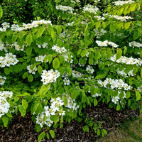 Viburnum plicatum 'watanabe' - Viorne de Chine Watanabe - Viornes