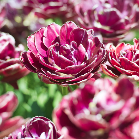 7 Tulipes à fleurs de pivoine Dream Touch - Bakker