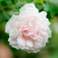 Rosa grimpant mme alfred carrière - Rosier grimpant Mme Alfred Carrière - Rosiers grimpants
