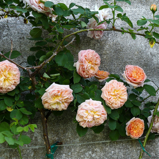 Rosier grimpant Gloire de Dijon - Bakker