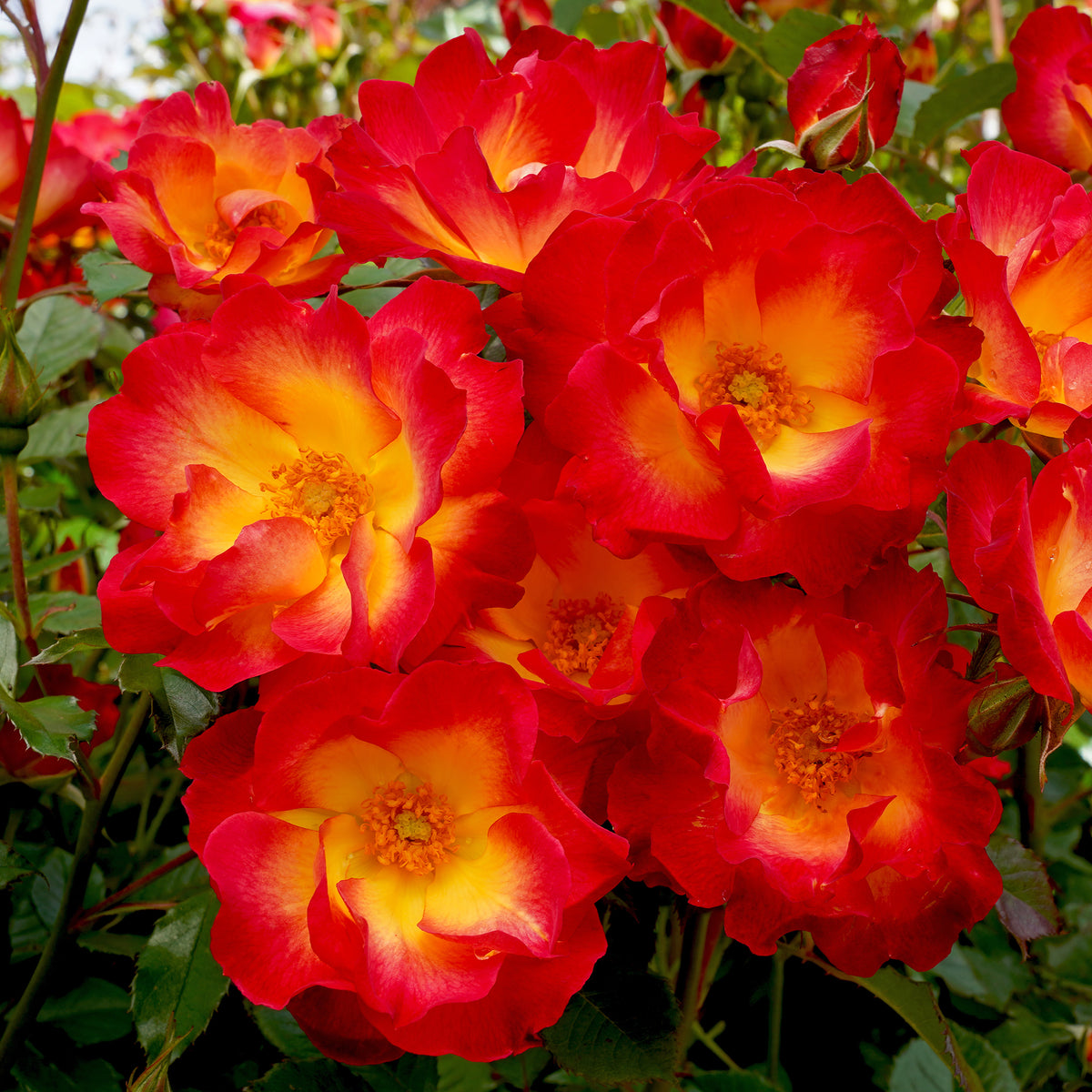 Rosier Summer of Love® - Bakker
