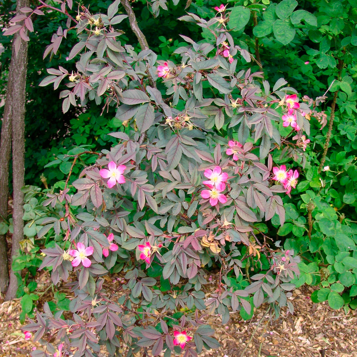 Rosa glauca - Rosier Glauca - Rosiers