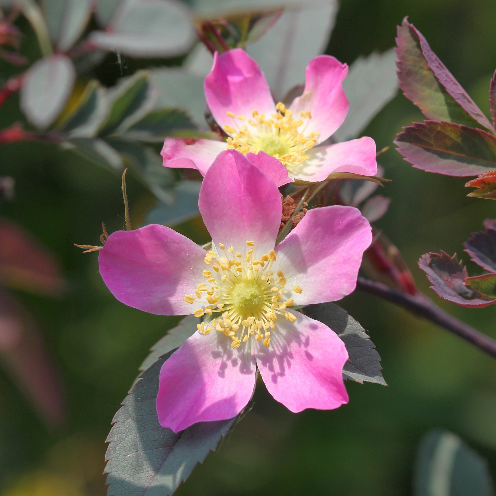 Rosiers - Rosier Glauca - Rosa glauca