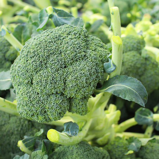 Chou brocoli Atlantis F1 - Bakker