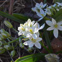 Bulbes de printemps - 20 Ornithogales - Ornithogalum balansae