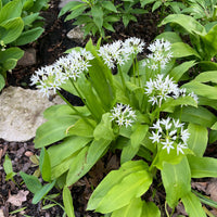 Allium ursinum - Ail des ours - Bulbes d'ails