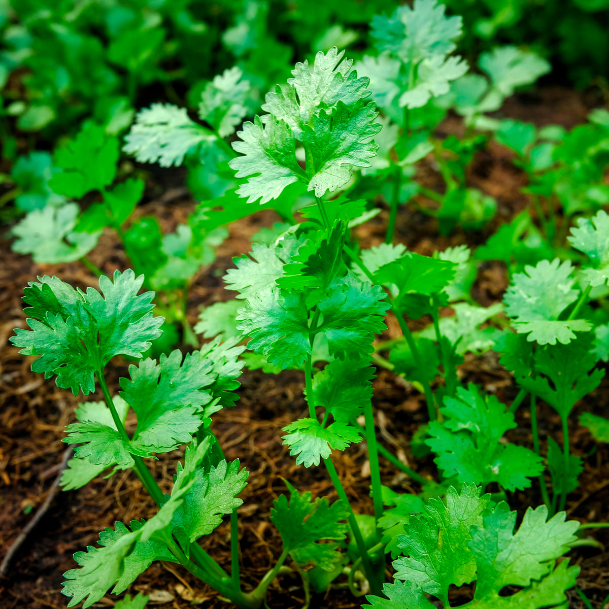 Graines d'aromatiques - Coriandre a graine fine lente à monter - Coriandrum sativum