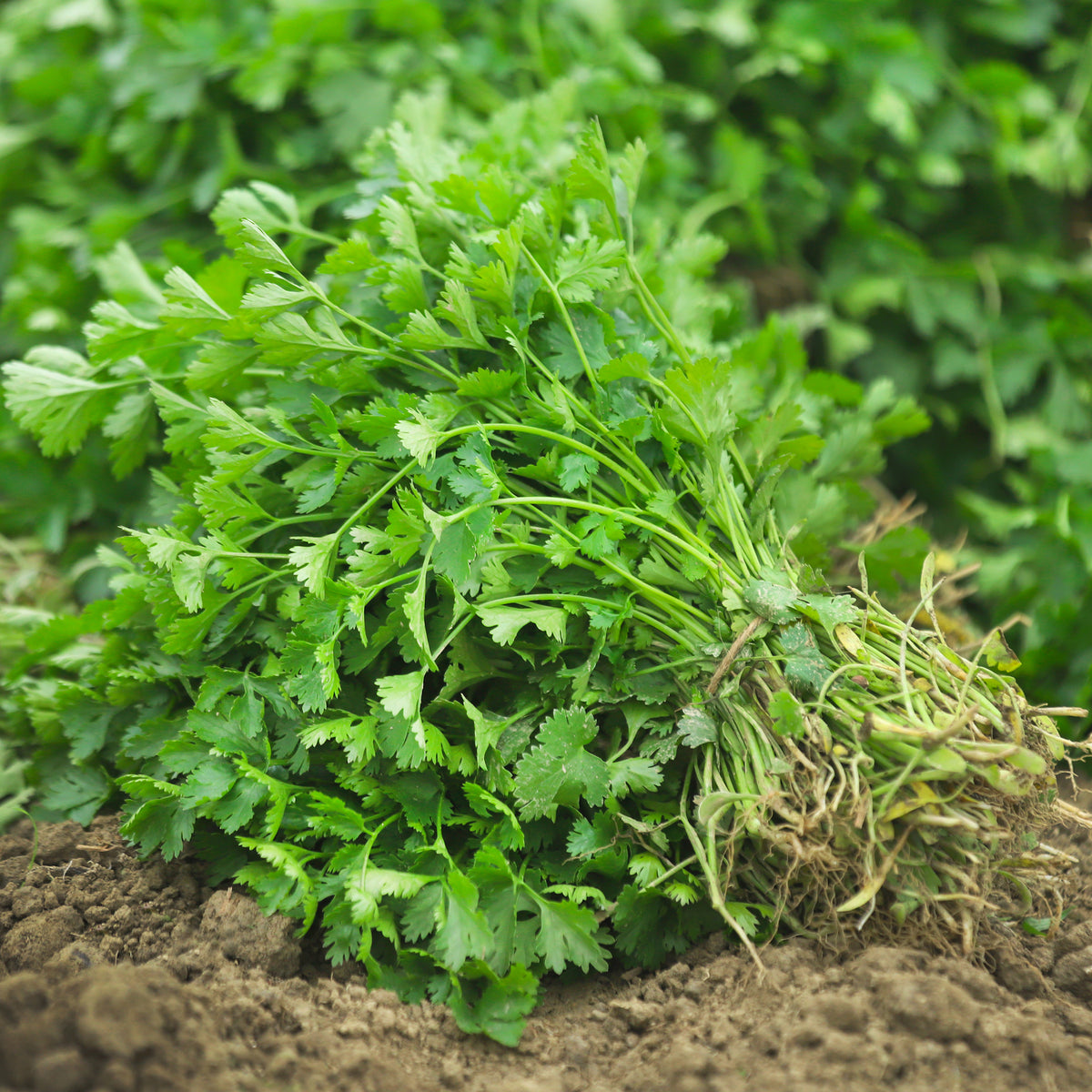 Coriandrum sativum - Coriandre a graine fine lente à monter - Graines d'aromatiques