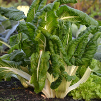 Poirée verte à carde blanche 3 Bio - Bakker