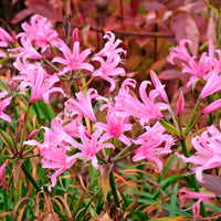 Vente 4 Amarines belladiva aphrodite - Amarine belladiva aphrodite