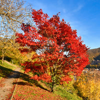 Erable du fleuve Amour - Acer ginnala - Bakker