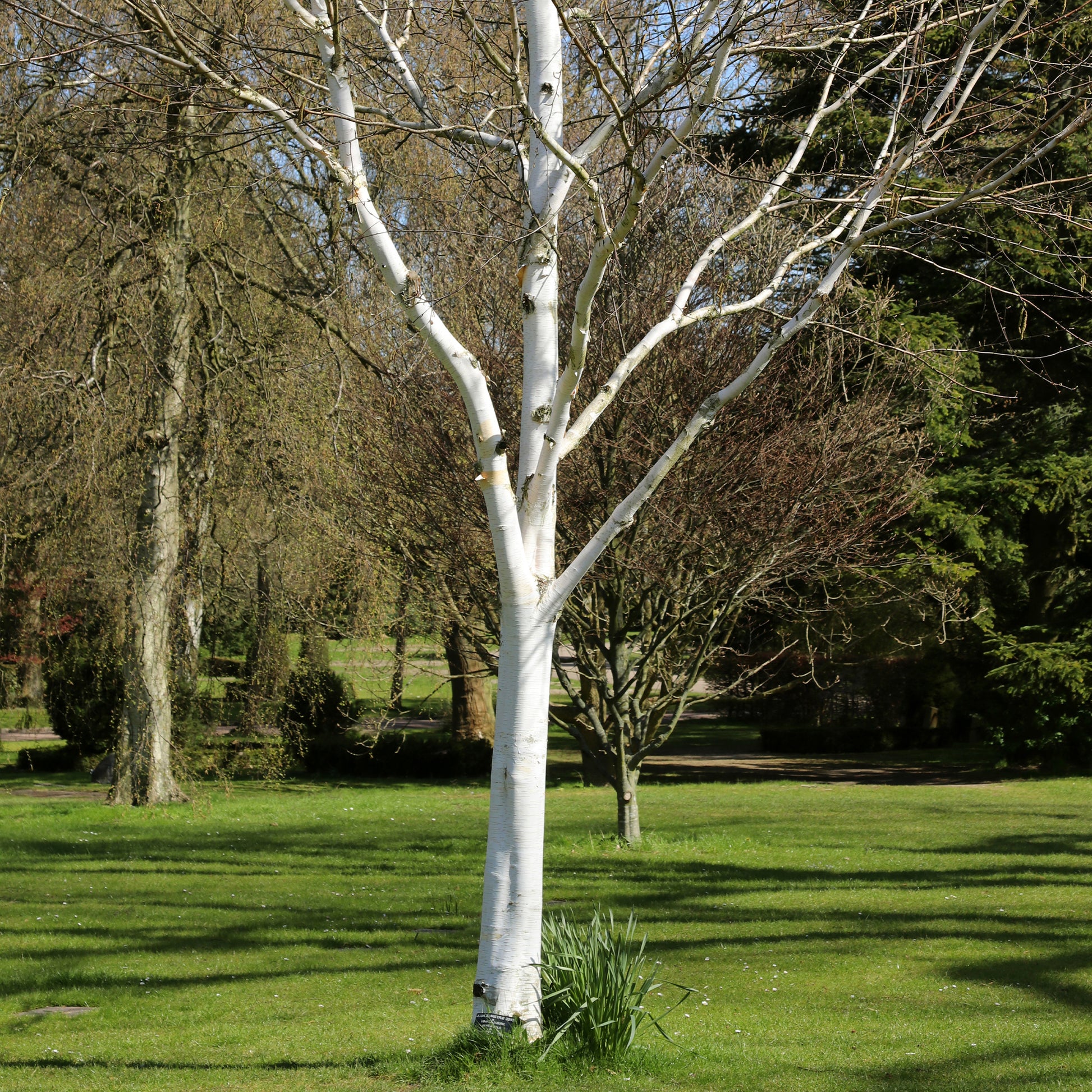 Bouleau de l'Himalaya - Betula utilis - Bakker