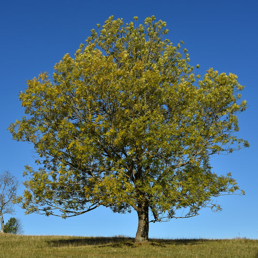 Frêne élevé - Bakker