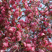 Pommier d'ornement Liset - Malus 'liset' - Bakker