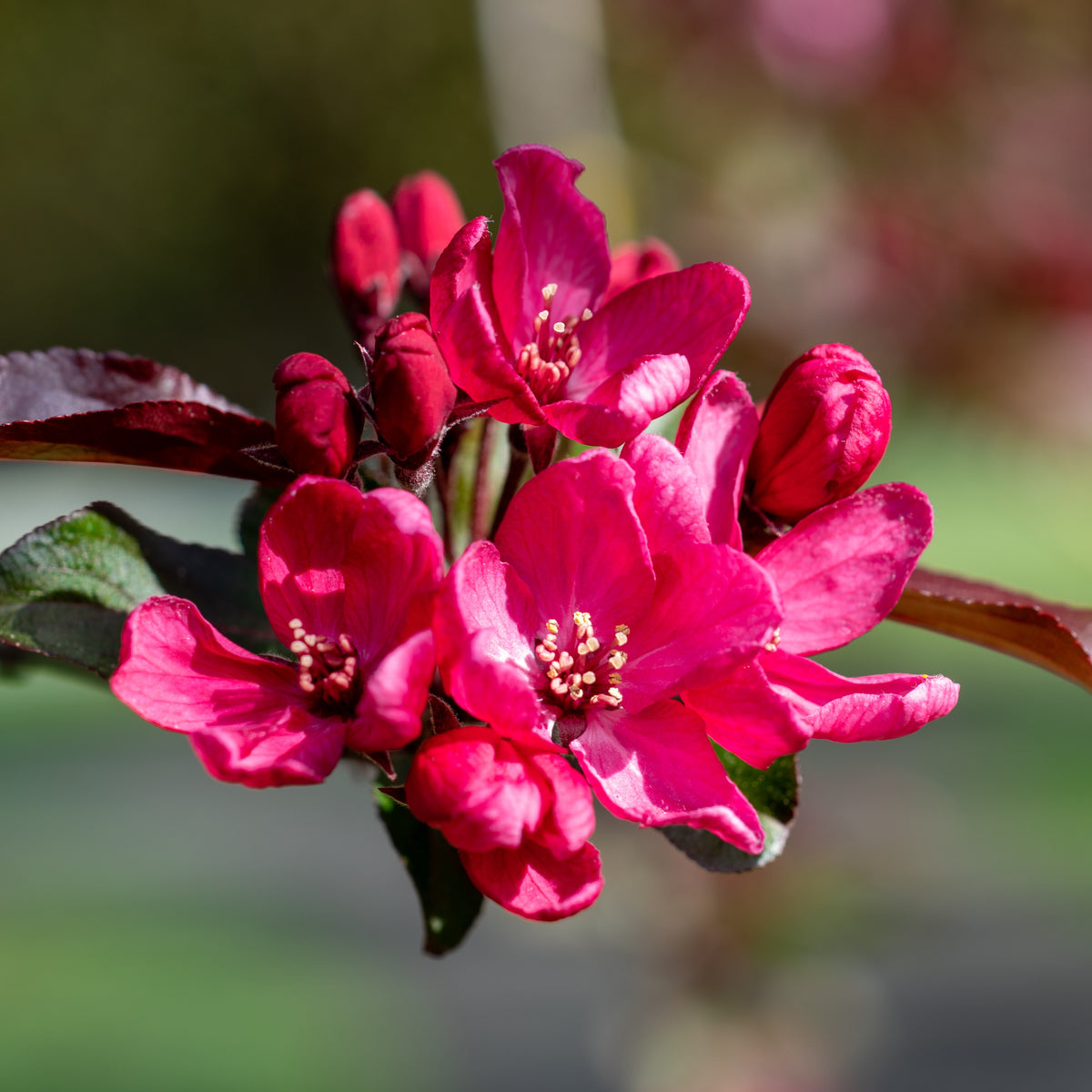 Malus 'liset' - Pommier d'ornement Liset - Pommier à fleurs