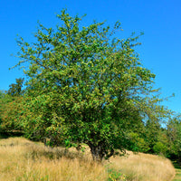 Malus sylvestris - Pommier sauvage - Pommier à fleurs