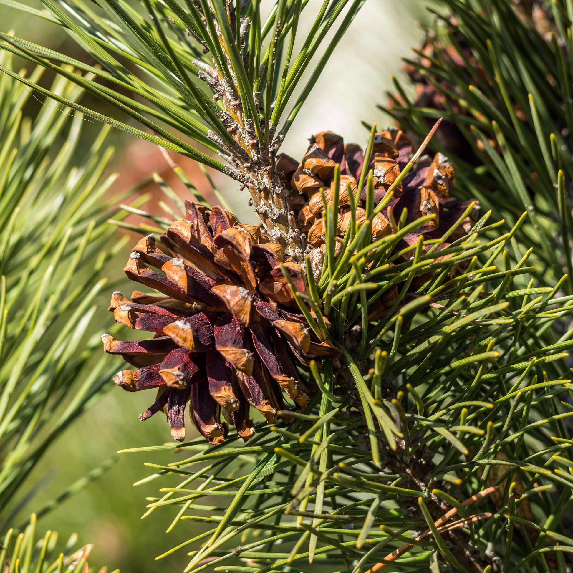 Pin - Pin sylvestre - Pinus sylvestris