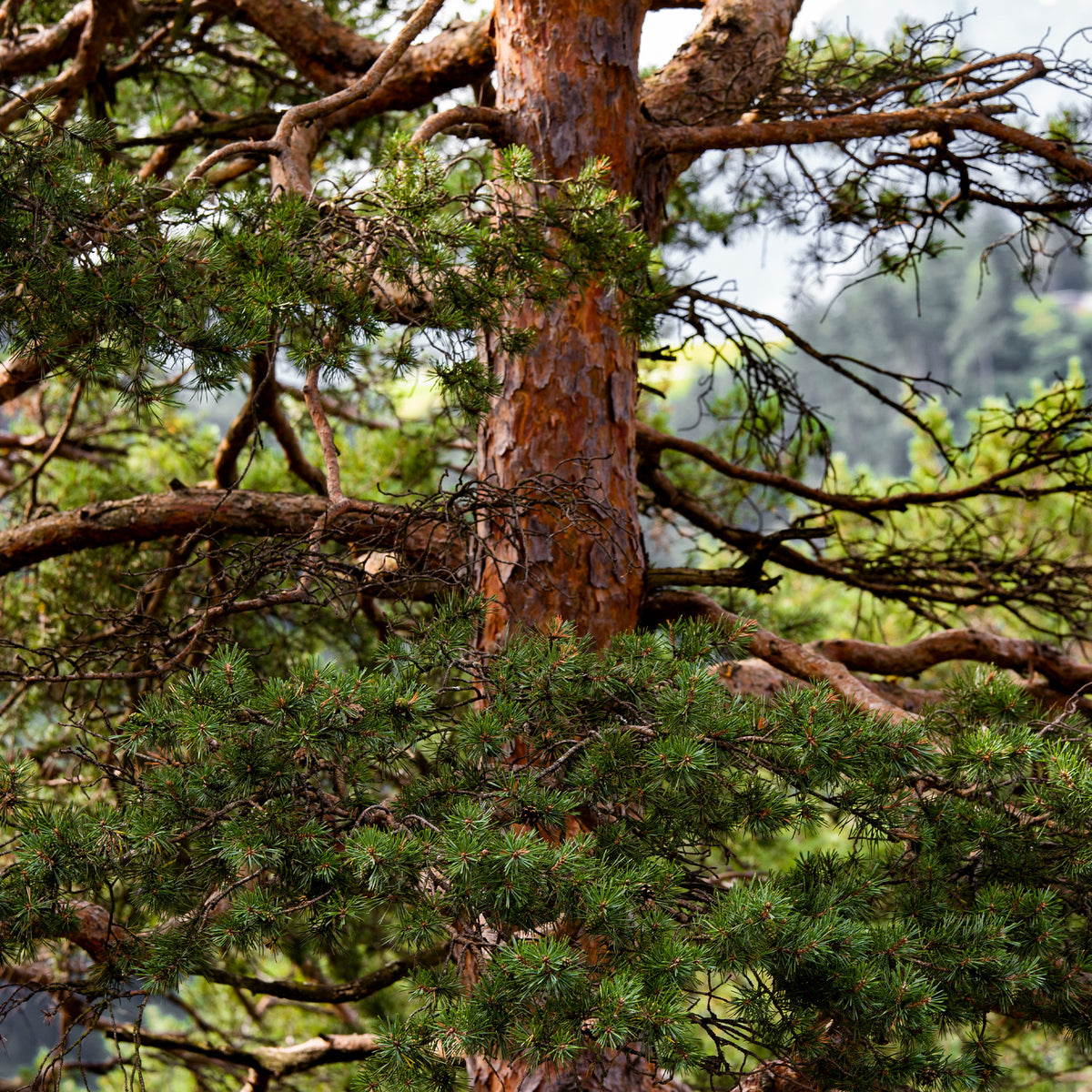 Pin - Pin sylvestre - Pinus sylvestris