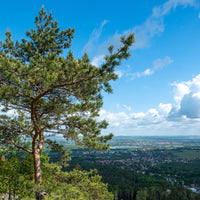 Vente Pin - Pin sylvestre