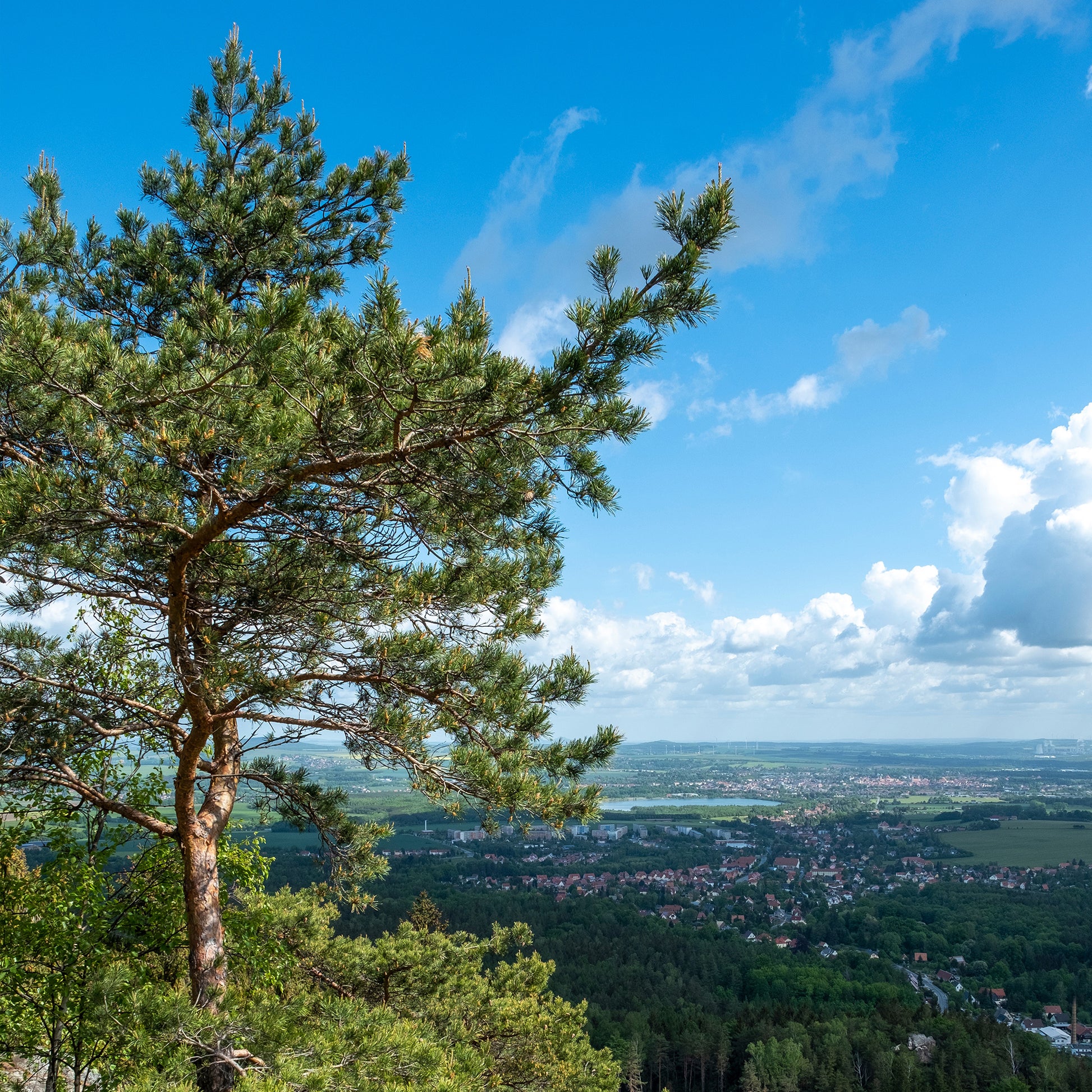 Vente Pin - Pin sylvestre