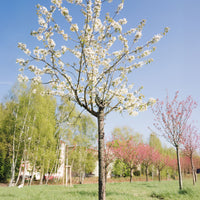 Merisier des oiseaux - Prunus avium - Bakker