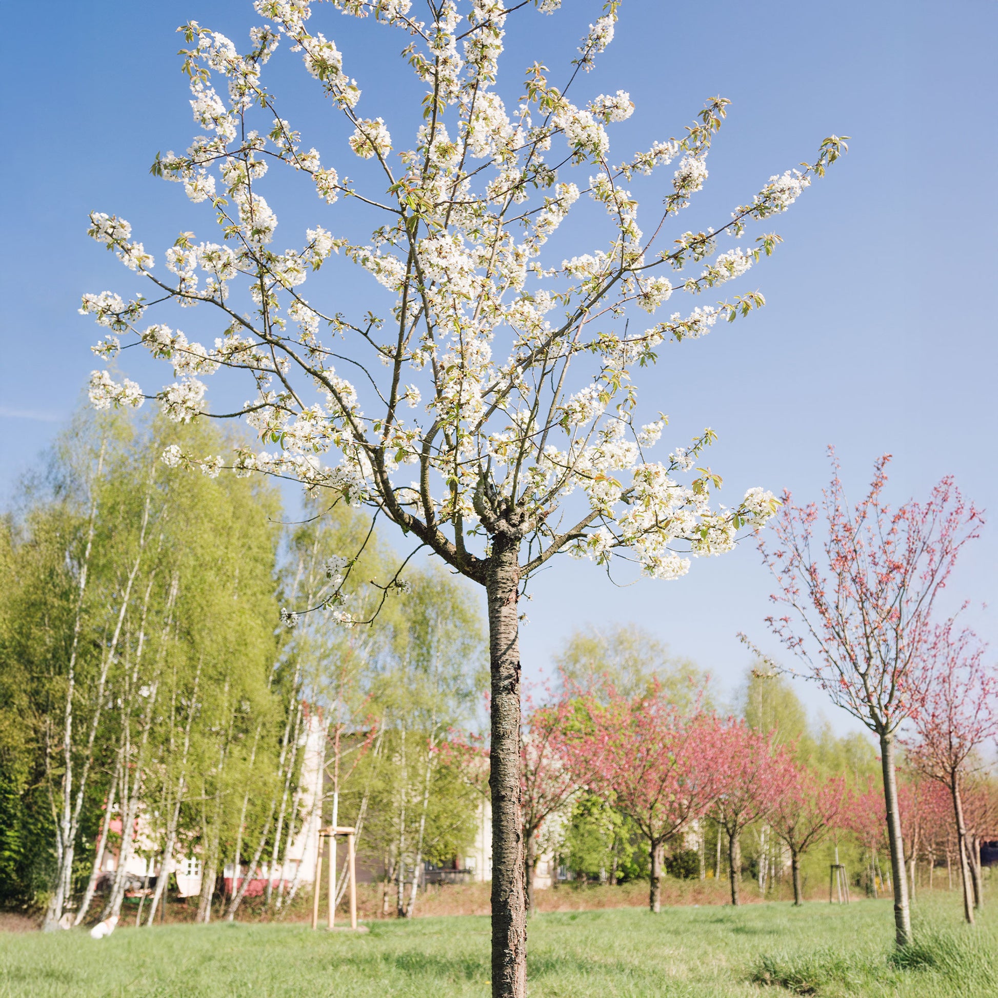 Merisier des oiseaux - Prunus avium - Bakker
