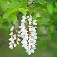 Arbres fleuris - Robinier-faux-acacia - Robinia pseudoacacia