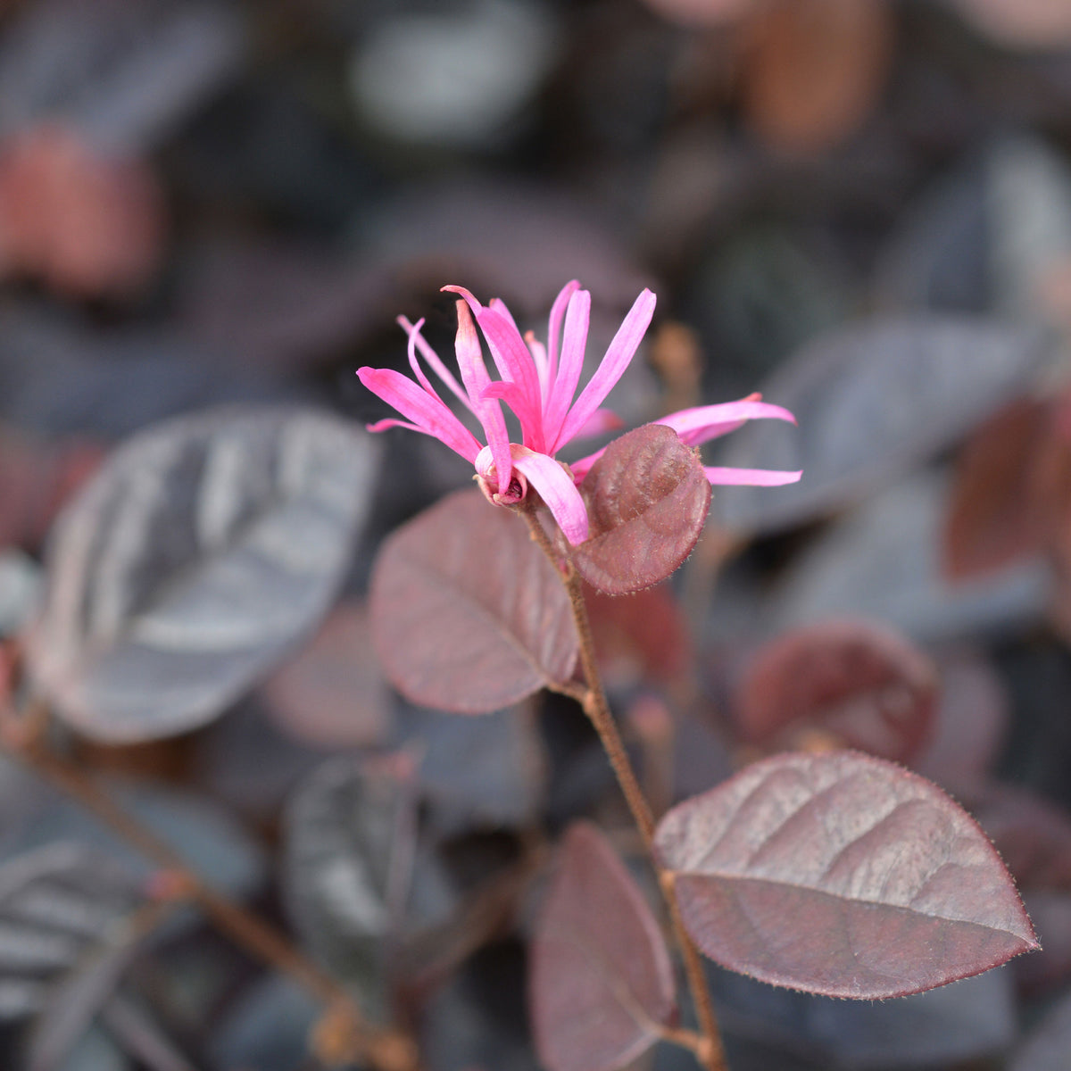 Loropétale de Chine Fire Dance - Loropetalum chinense Fire Dance - Bakker