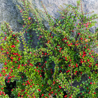 Vente Cotoneaster rampant