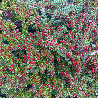Cotoneaster rampant - Bakker