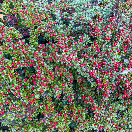 Cotoneaster rampant - Bakker