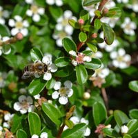 Plantes couvre-sol - Cotoneaster rampant - Cotoneaster horizontalis