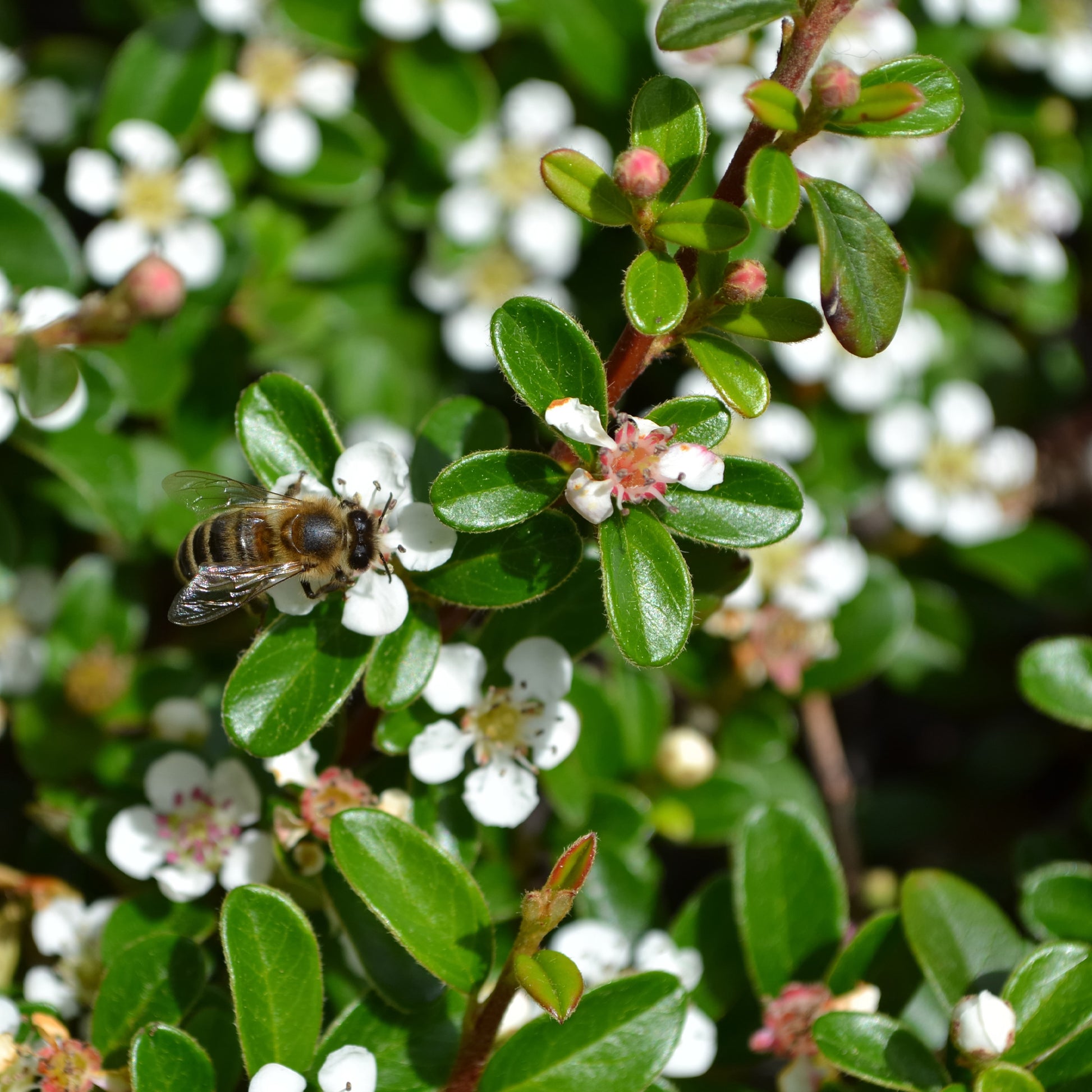 Plantes couvre-sol - Cotoneaster rampant - Cotoneaster horizontalis