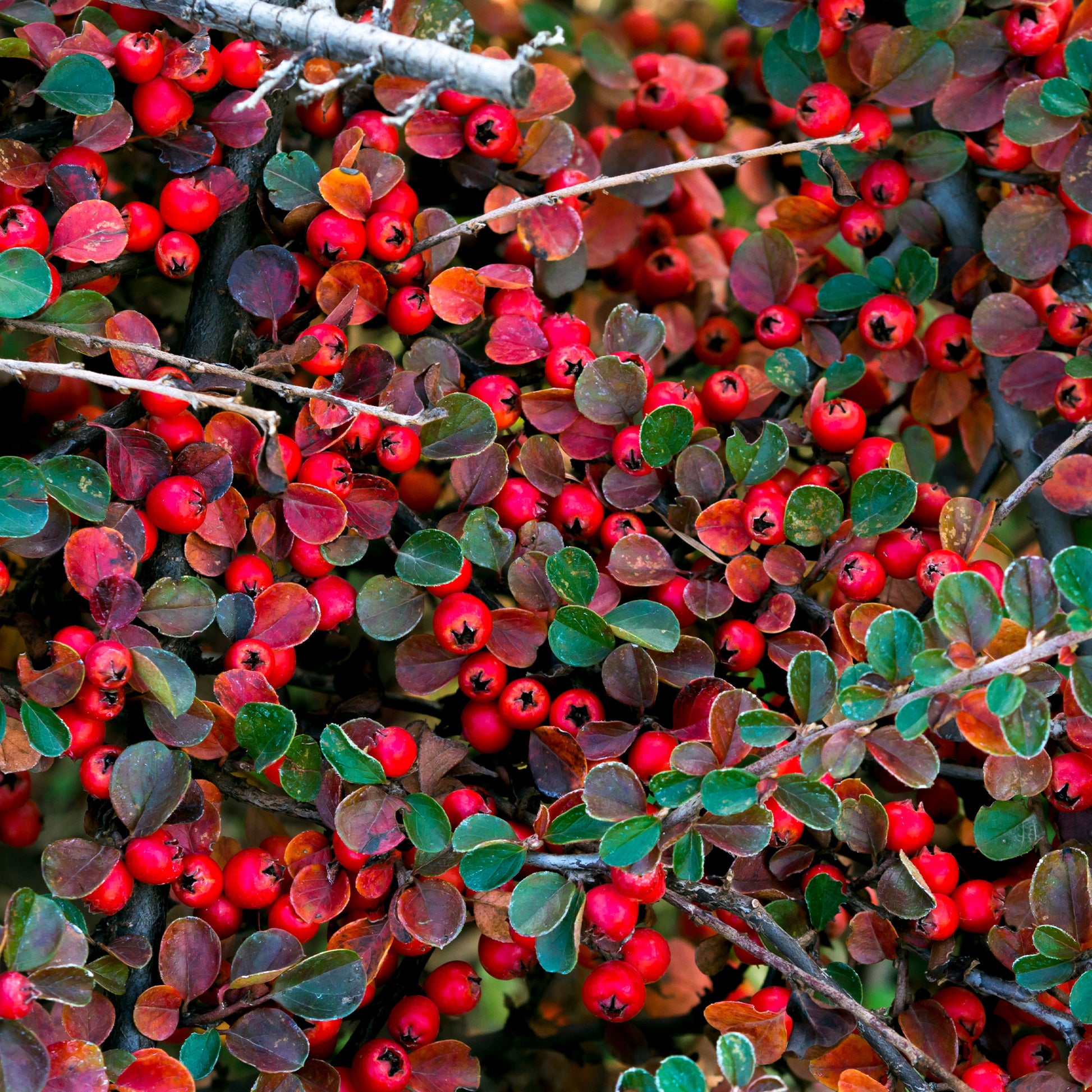 Plantes couvre-sol - Cotoneaster rampant - Cotoneaster horizontalis