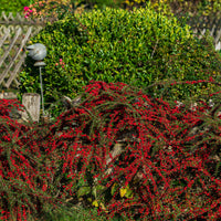 Vente Cotoneaster rampant - Plantes couvre-sol