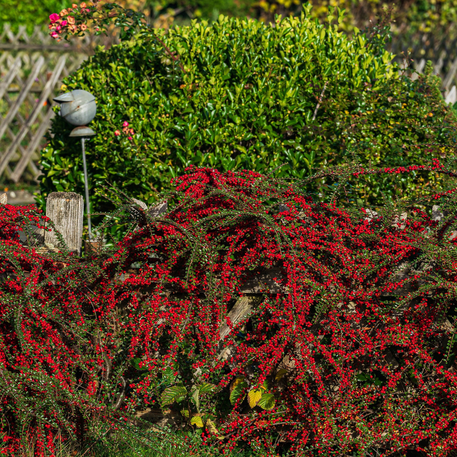 Vente Cotoneaster rampant - Plantes couvre-sol