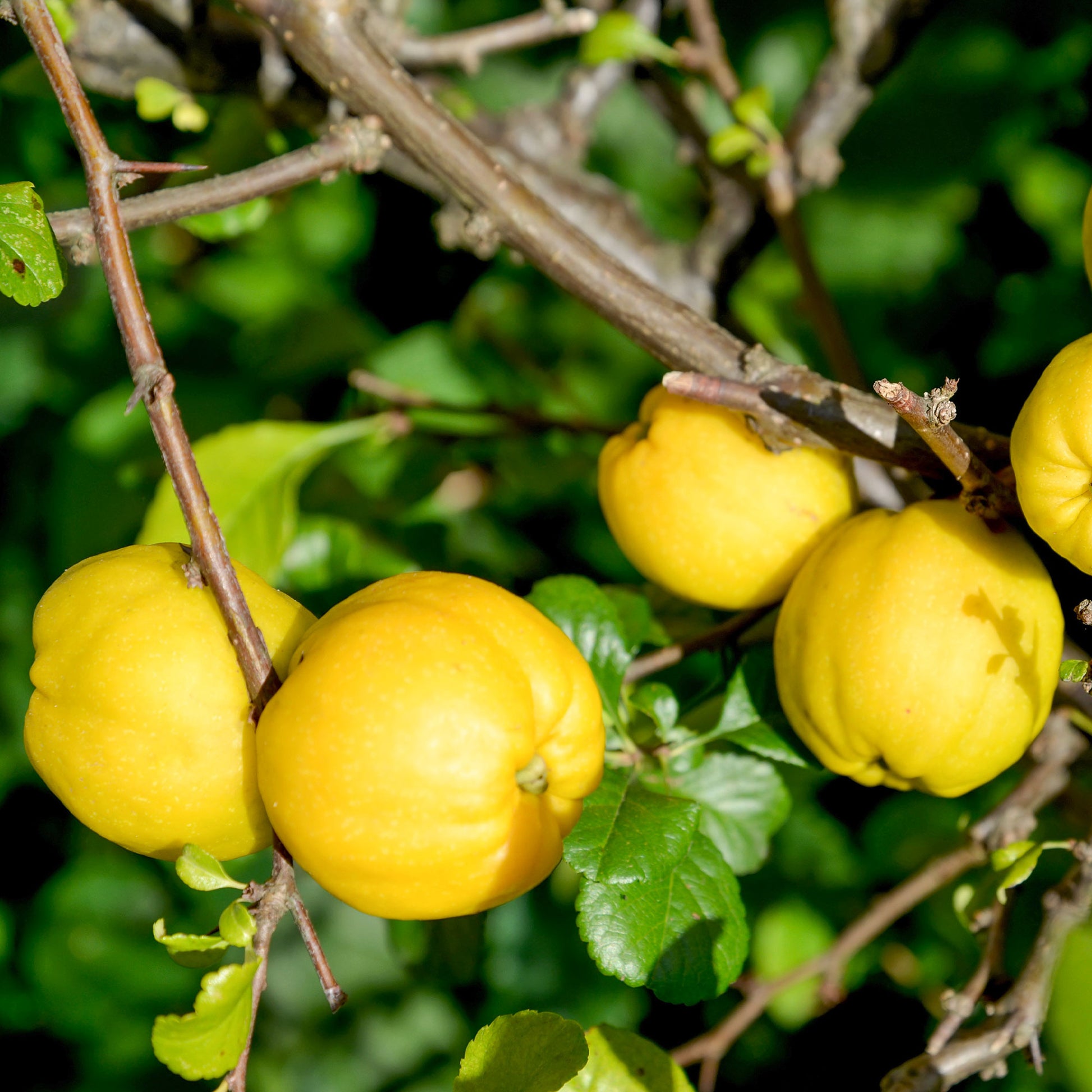 Cognassier du Japon Crimson And Gold - Chaenomeles superba Crimson and Gold - Bakker