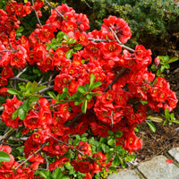 Chaenomeles superba Crimson and Gold - Cognassier du Japon Crimson And Gold - Arbustes fleuris