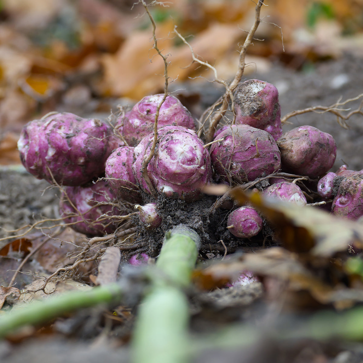 5 Topinambours Violets - Helianthus tuberosus - Bakker