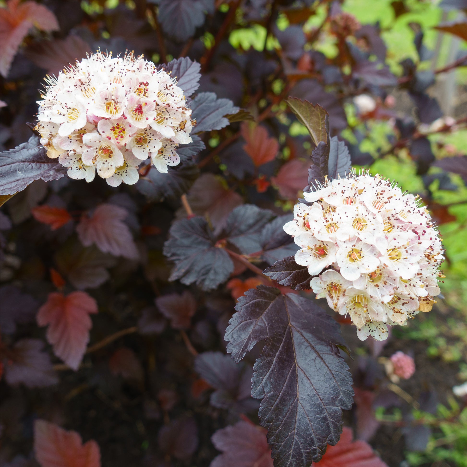 Physocarpe Red Baron - Physocarpus opulifolius Red Baron - Bakker
